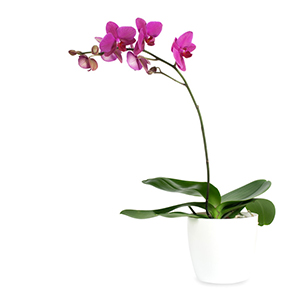 Ratgeber Orchideen